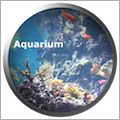 Aquarium.Videos